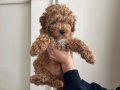 Kızıl Karamel Toy Poodle: Evde Büyümüş Sosyal ve Oyuncu Yavrular!