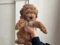Poodle bir dişi bir erkek 2 buçuk aylık