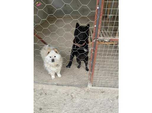 Antalya Elmalıda Bakımları iyi Çin aslanları 