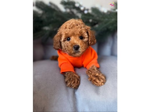 Aşıları Tam Full Safkan Toy Poodle 