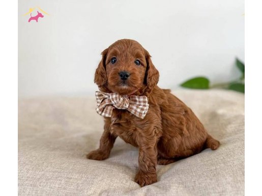 Orijinal Safkan Irk ve Sağlık Garantili ToyPoodle