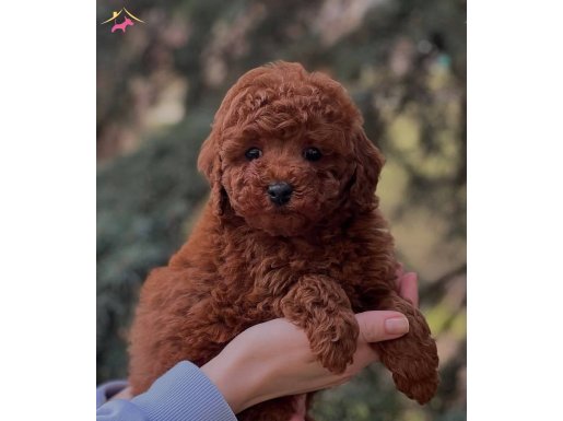 Oyuncak Gibi Toy Poodle
