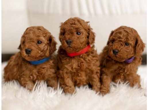 ORİJİNAL RENGİ DÜĞME GÖZ SAFKAN TOY POODLE YAVRULARI