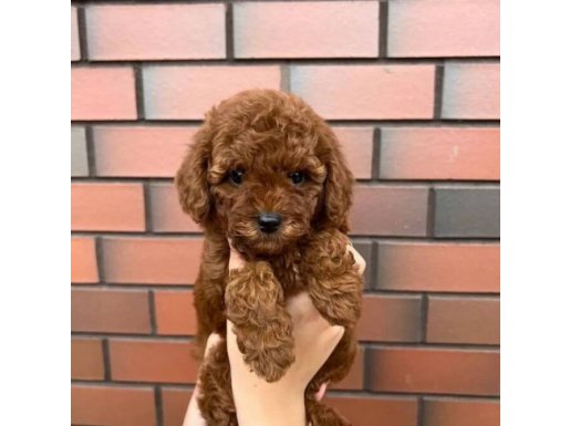 Karamel A Kalite ToyPoodle 