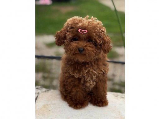 Dünya Güzeli Kızıl Peluş Safkan Toy Poodle 