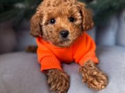 Aşıları Tam Full Safkan Toy Poodle 