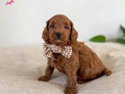 Orijinal Safkan Irk ve Sağlık Garantili ToyPoodle
