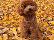 Teslime Hazır Orjinal ToyPoodle