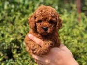 Irkın En İyisi Toy Poodle 