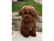 Dünya Güzeli Kızıl Peluş Safkan Toy Poodle 