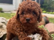 Aşı Takvimi Başlamış Koyu Kızıl Toy Poodle Yavrusu