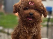 Aşıları Tam Orijinal Irk Garantili Toy Poodle 