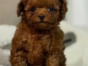 Oyuncak Bebek Toy Poodle 