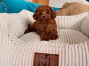 Aşıları Tam Orijinal Irk Garantili Toy Poodle 