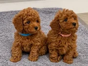 Aşıları Tam Orijinal Toy Poodle bebekleri