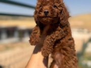 Yuvasını Bekleyen Safkan Toy Poodle 