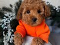 Aşıları Tam Full Safkan Toy Poodle 