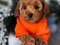 Aşıları Tam Full Safkan Toy Poodle 
