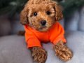 Aşıları Tam Full Safkan Toy Poodle 