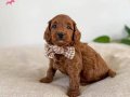 Orijinal Safkan Irk ve Sağlık Garantili ToyPoodle