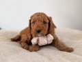 Orijinal Safkan Irk ve Sağlık Garantili ToyPoodle