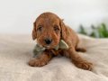 Orijinal Safkan Irk ve Sağlık Garantili ToyPoodle