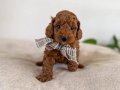Orijinal Safkan Irk ve Sağlık Garantili ToyPoodle