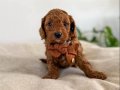 Orijinal Safkan Irk ve Sağlık Garantili ToyPoodle