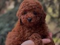 Oyuncak Gibi Toy Poodle