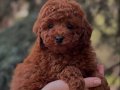 Oyuncak Gibi Toy Poodle