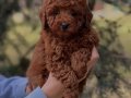 Oyuncak Gibi Toy Poodle