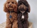 Teslime Hazır Orjinal ToyPoodle