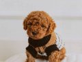 Irkın En İyisi Toy Poodle 