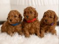 ORİJİNAL RENGİ DÜĞME GÖZ SAFKAN TOY POODLE YAVRULARI