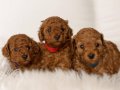 ORİJİNAL RENGİ DÜĞME GÖZ SAFKAN TOY POODLE YAVRULARI