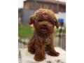 Dünya Güzeli Kızıl Peluş Safkan Toy Poodle 