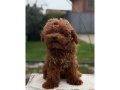 Dünya Güzeli Kızıl Peluş Safkan Toy Poodle 