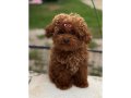 Dünya Güzeli Kızıl Peluş Safkan Toy Poodle 