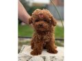 Dünya Güzeli Kızıl Peluş Safkan Toy Poodle 