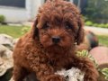 Aşı Takvimi Başlamış Koyu Kızıl Toy Poodle Yavrusu