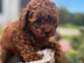 Aşı Takvimi Başlamış Koyu Kızıl Toy Poodle Yavrusu