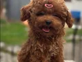 Aşıları Tam Orijinal Irk Garantili Toy Poodle 