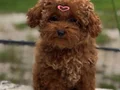 Aşıları Tam Orijinal Irk Garantili Toy Poodle 