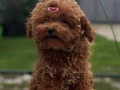 Aşıları Tam Orijinal Irk Garantili Toy Poodle 