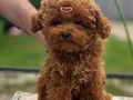 Aşıları Tam Orijinal Irk Garantili Toy Poodle 