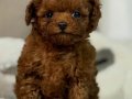 Oyuncak Bebek Toy Poodle 