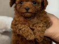 Oyuncak Bebek Toy Poodle 