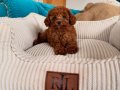 Aşıları Tam Orijinal Irk Garantili Toy Poodle 