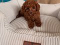 Aşıları Tam Orijinal Irk Garantili Toy Poodle 