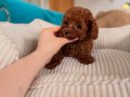Aşıları Tam Orijinal Irk Garantili Toy Poodle 